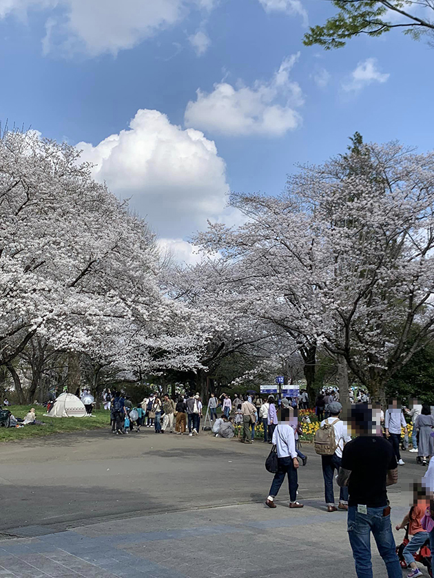 昭和記念公園の桜