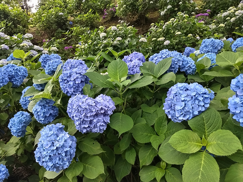 小田原城址公園の紫陽花・花菖蒲