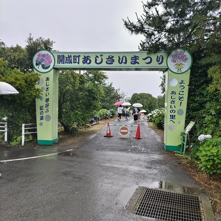 開成町のあじさい祭り