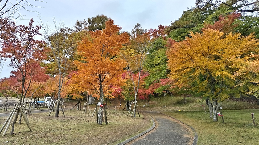 山中湖紅葉まつり